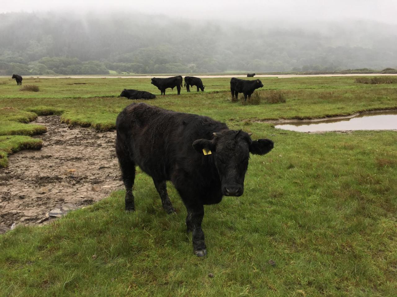 Borthwnog Hall Dolgellau Dış mekan fotoğraf